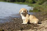 CORGI PEMBROKE 777